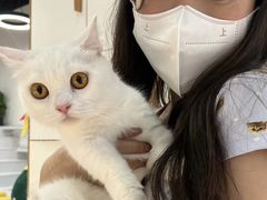 -COLOR PETS 撸猫馆·购猫·猫咖(长风大悦城店)