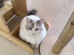 -平行世界·猫咖(首经贸店)