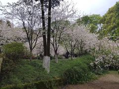 -南山植物园
