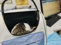 -瑞派·关忠动物医院·猫专科·犬专科(三环新城店)