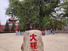 -大槐树寻根祭祖园
