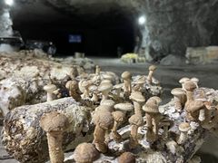 -仙蘑洞