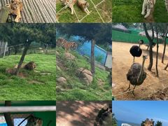 -西霞口神雕山野生动物世界