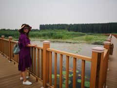 -白洋淀景区