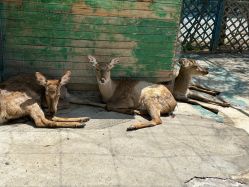 -萌宠亲子动物乐园(槐房万达店)