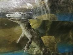 -上海大自然野生昆虫馆(东方明珠·爬宠昆虫探索中心)