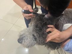 -艾贝尔宠物医院·24H转诊中心·肿瘤猫专科(江宁双龙店)