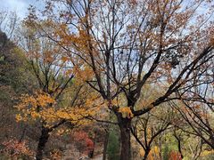 -北京鹫峰国家森林公园