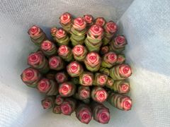 -循礼门鲜花花市(武汉循礼门店)