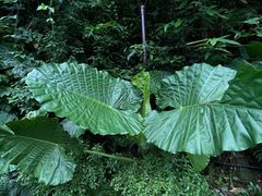 -深圳仙湖植物园