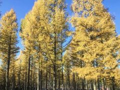 -塞罕坝国家级自然保护区