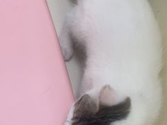 -全心全意连锁动物医院·微创中心·内科急重症·心脏专科(丰管路店)