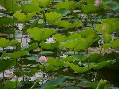 -荔湾湖公园