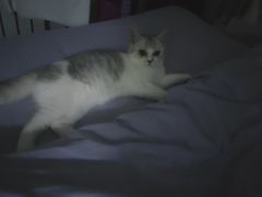 -中农国际动物医院24小时·猫科·骨科·急重症中心