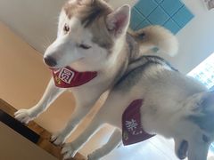 -Husky Go! 哈士奇体验馆·宠物咖啡厅狗咖