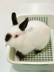 -Moni星球萌宠·小马宝莉·灵蛇·高端高阶全萌宠互动体验俱乐部(红豆国际广场店)