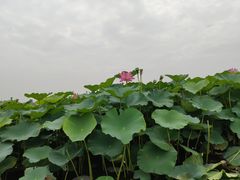 -荷塘月色湿地公园·向阳花洲