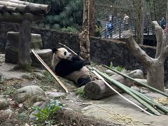 -都江堰中华大熊猫苑