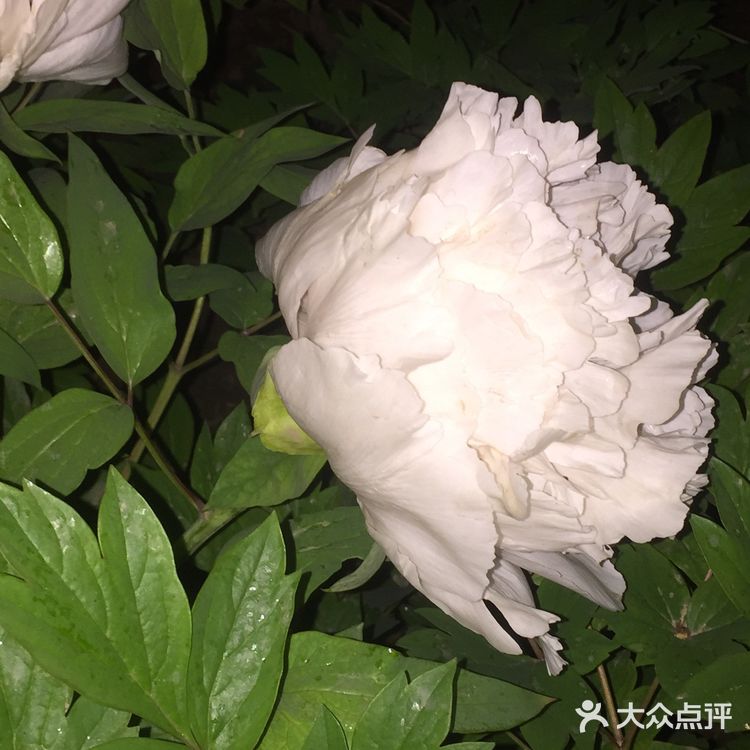 夜幕低垂、繁星少歇，拎着一袋猫粮和两块炸带鱼来找咪咪
