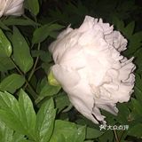 夜幕低垂、繁星少歇,拎着一袋猫粮和两块炸带鱼来找咪咪