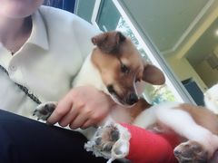 -瑞鹏宠物医院·爱宠堂·骨外专科(西荷分院)