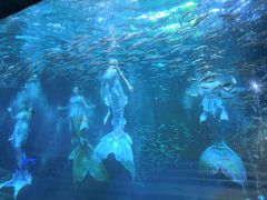 -海合安成都极地海洋公园