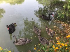 -长兴太湖图影湿地文化园