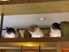 -百年神厨·地道川菜(紫荆店)