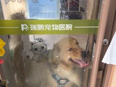 -瑞鹏宠物医院·夜间急症·心超·猫科(祖庙分店)