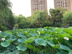 -陈家山荷花公园