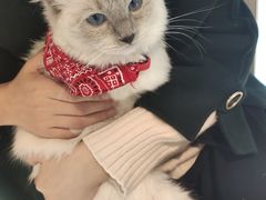 -喵喵咪呀布偶猫咖(春熙路店)