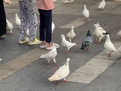 -江燕路万科里