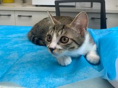 -瑞派·关忠动物医院·猫专科·犬专科(三环新城店)