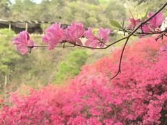 -木兰云雾山