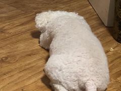 -天宠宠物医院24小时·急重症诊疗中心·全科·腔镜特色(和平分院)