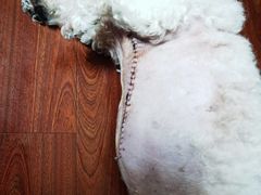 -爱侣宠医·鹦鹉专科·小型哺乳类·异宠专科(灵石路店)