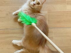 -唐小姐の私宠·宠物洗护美容·撸猫馆·购宠(周浦万达旗舰店)