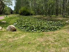 -合肥滨湖国家森林公园