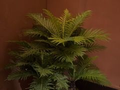 -泰·菩提树下[泰式按摩x精油SPAx肩颈头疗](新景店)
