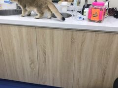 -佩兹宠物医院肿瘤专科·眼科·牙科(黄浦店)
