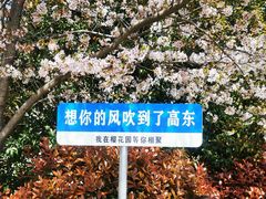 -高东镇樱花园