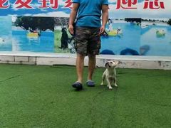 -宠物寄养训练学校