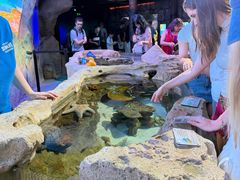 -悉尼海洋生物水族馆