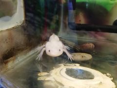-上海大自然野生昆虫馆(东方明珠·爬宠昆虫探索中心)
