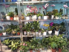 -花心思鲜花店(武昌徐东店)