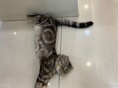 -全心全意连锁动物医院·微创中心·内科急重症·心脏专科(丰管路店)