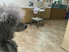 -美联众合动物医院·24h转诊中心