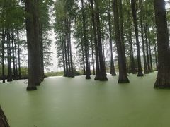 -渌洋湖湿地公园