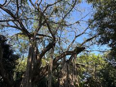 -瑞丽独树成林风景区