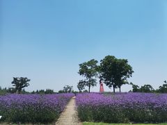 -同里国家湿地公园
